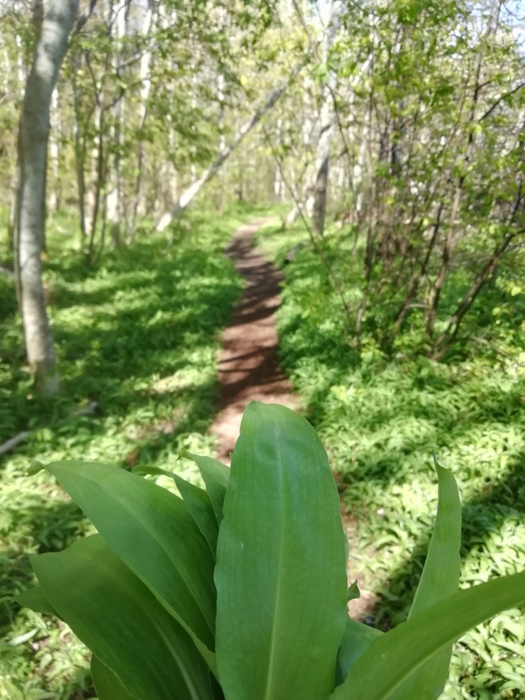 vaner_hjernen_psykolog